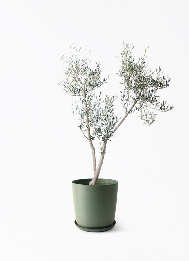観葉植物 オリーブの木 10号 ピクアル エステリ グリーン 付き / 小倉