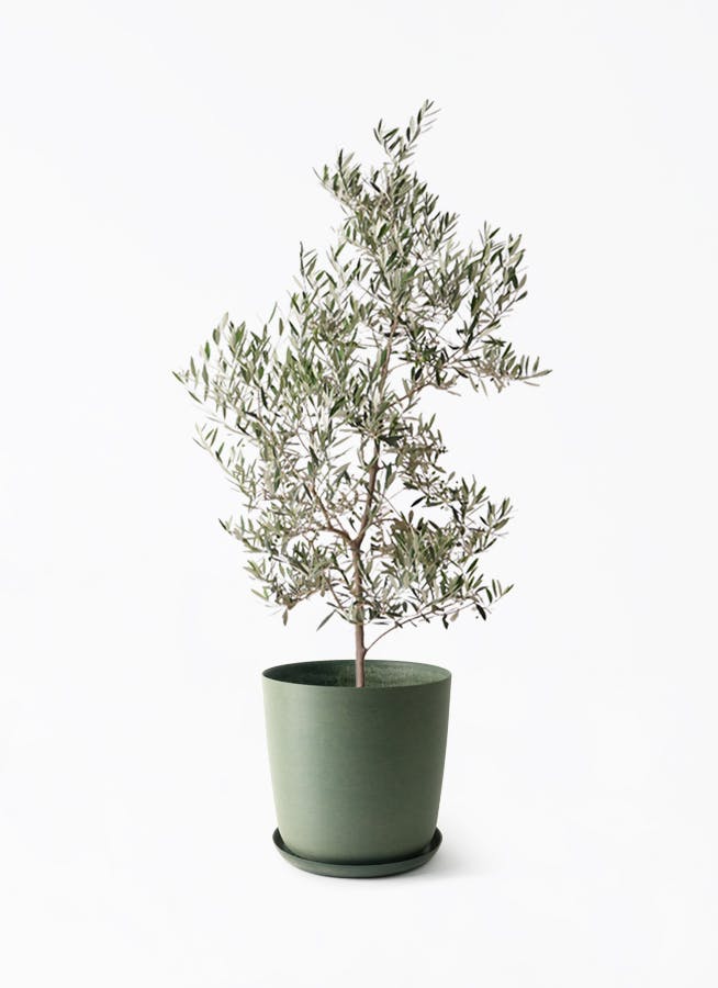 観葉植物 オリーブの木 10号 ピクアル エステリ グリーン 付き / 小倉