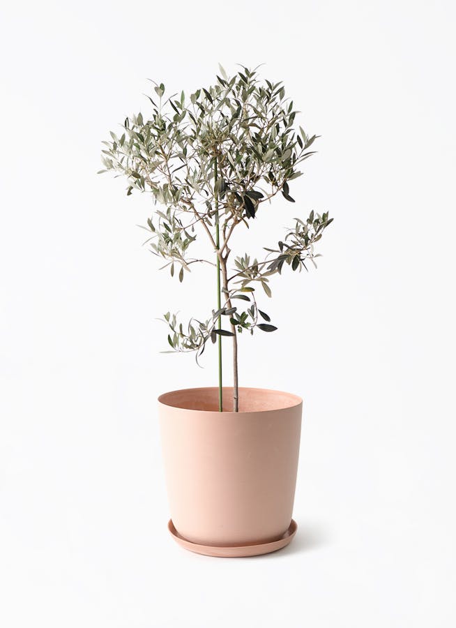 観葉植物 オリーブの木 8号 ワンセブンセブン エステリ ピンク 付き