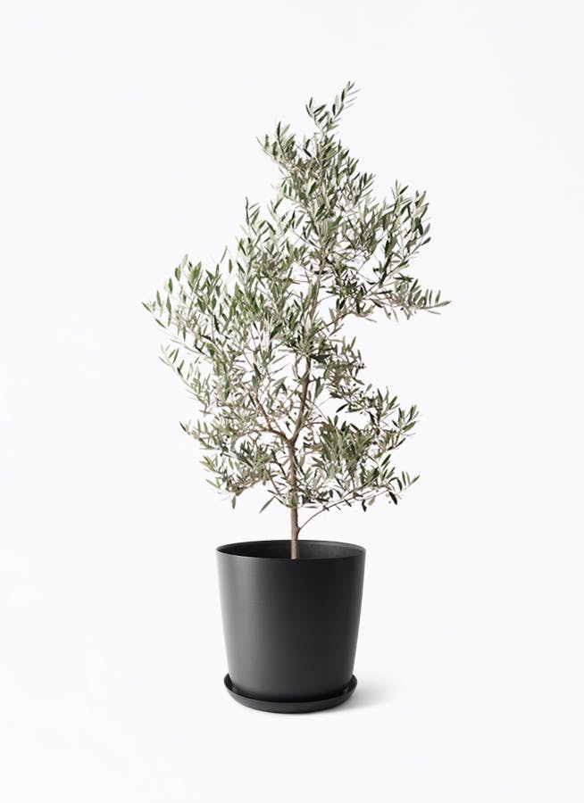 観葉植物 ストレリチア レギネ 10号 エステリ ブラック 付き