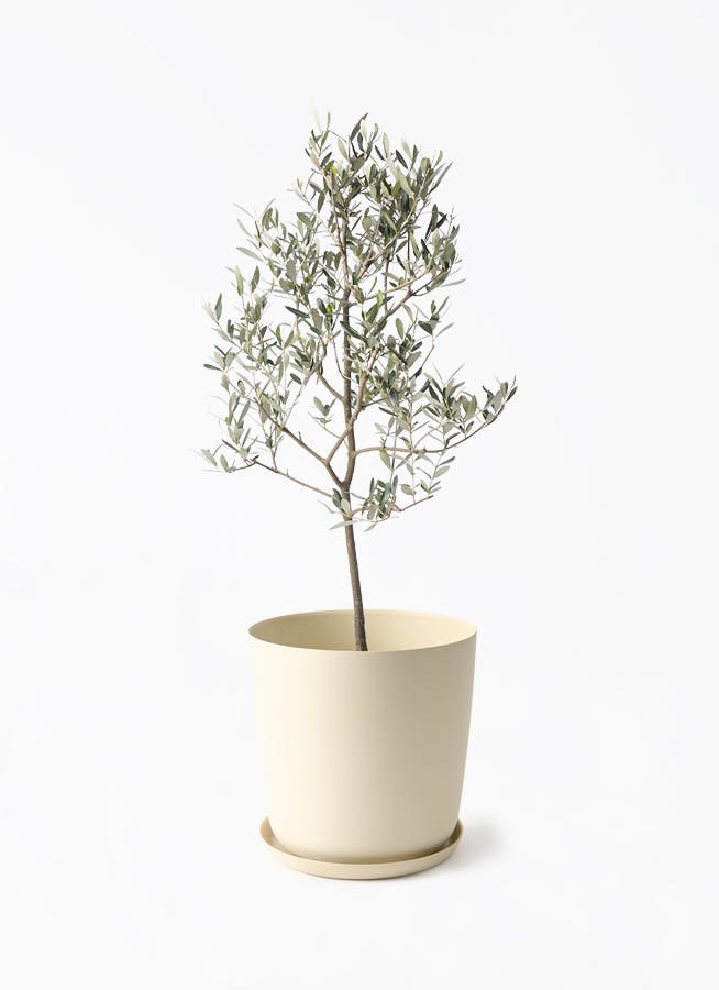 オリーブの木 ミッション 7号 約110cm NO.560 人気品種 一点物