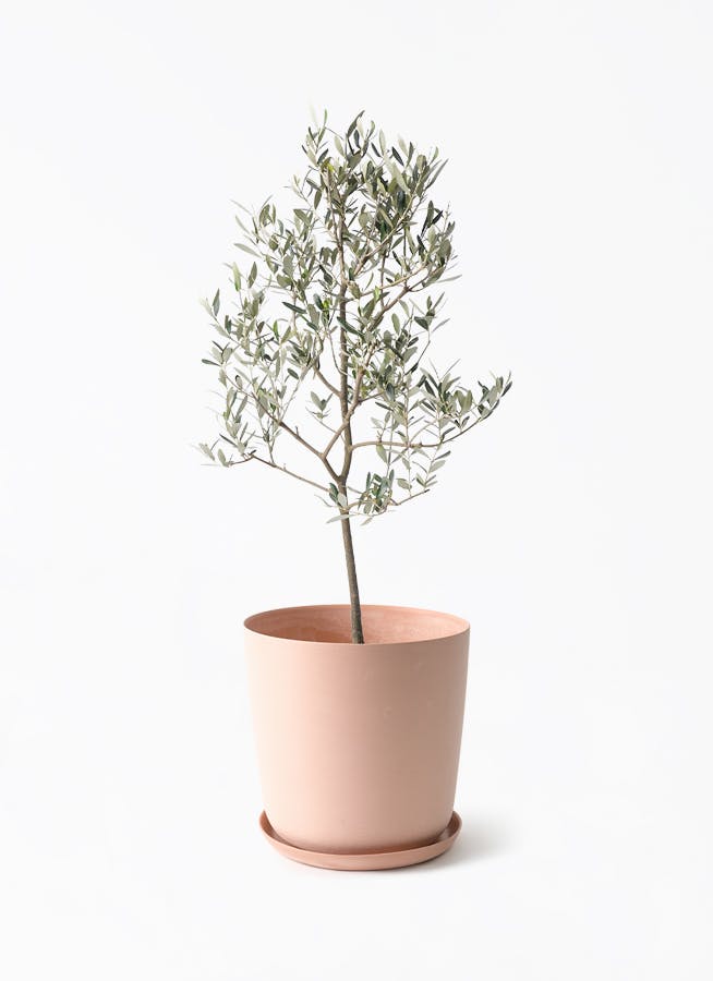 観葉植物 ドラセナ カンボジアーナ 8号 エステリ ピンク 付き | 観葉