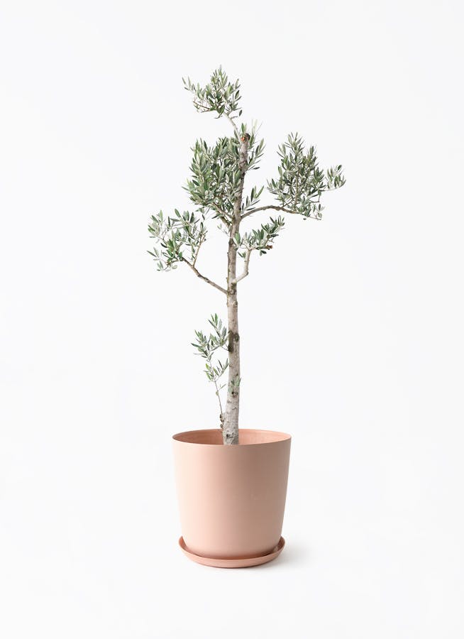 観葉植物 オリーブの木 10号 ピクアル エステリ ピンク 付き