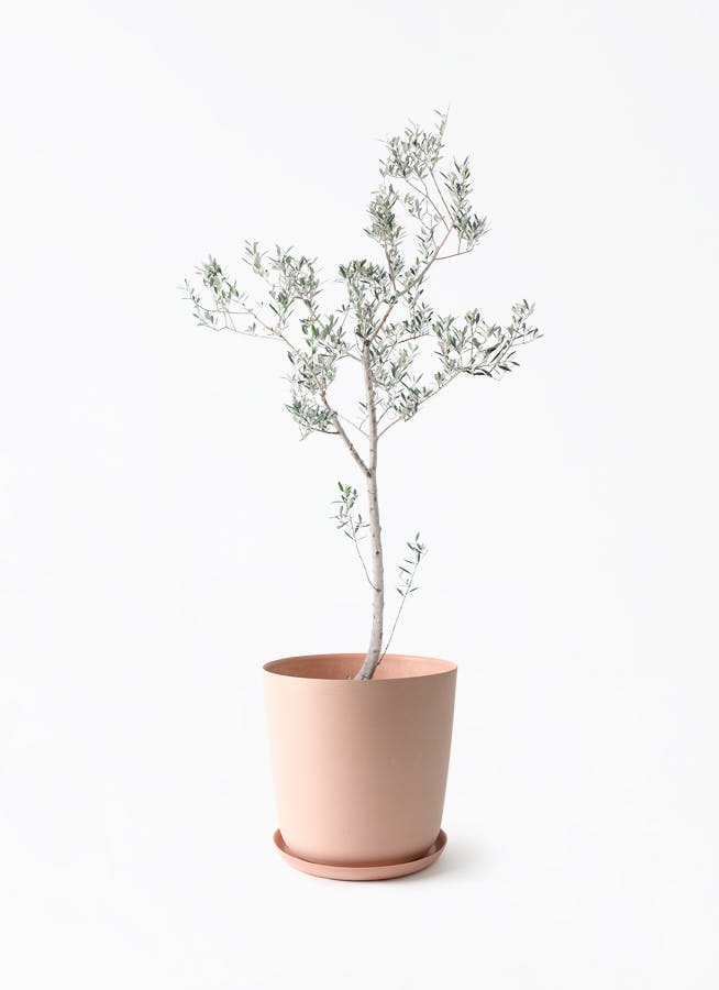 観葉植物 オリーブの木 10号 ピクアル エステリ ピンク 付き / 小倉園