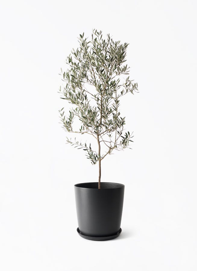 観葉植物 オリーブの木 10号 ピクアル エステリ ブラック 付き / 小倉