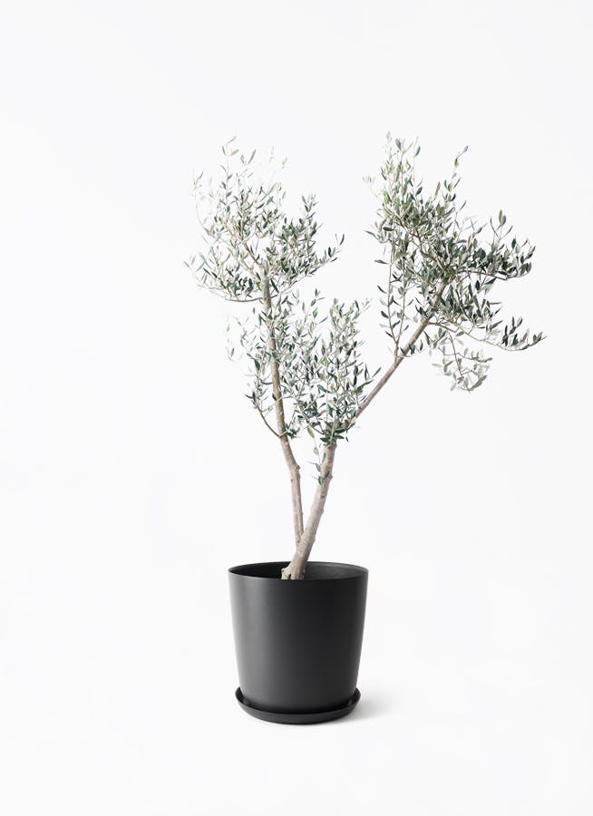 オリーブの木　バロウニ 観葉植物 オリーブの木 8号 バロウニ Eco Stone (エコストーン