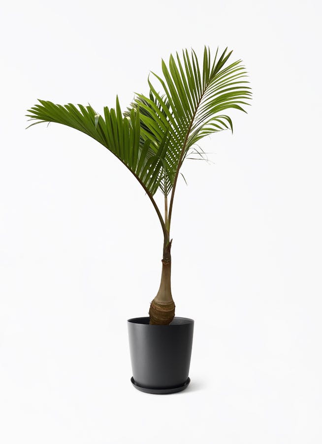 トックリヤシ 10号 | 観葉植物通販HitoHana(ひとはな)