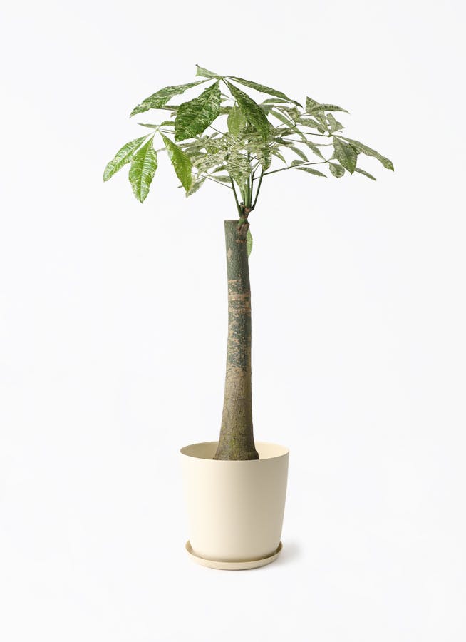 パキラ 8号 | 観葉植物の通販ならHitoHana（ひとはな）