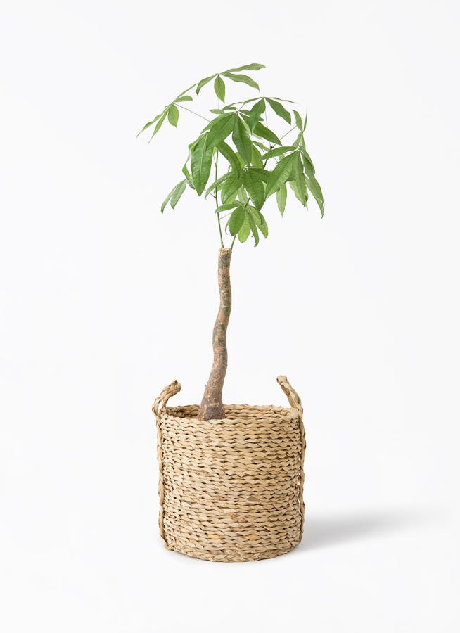 観葉植物 オリーブの木 8号 マンザニロ LushBasket (ラッシュ
