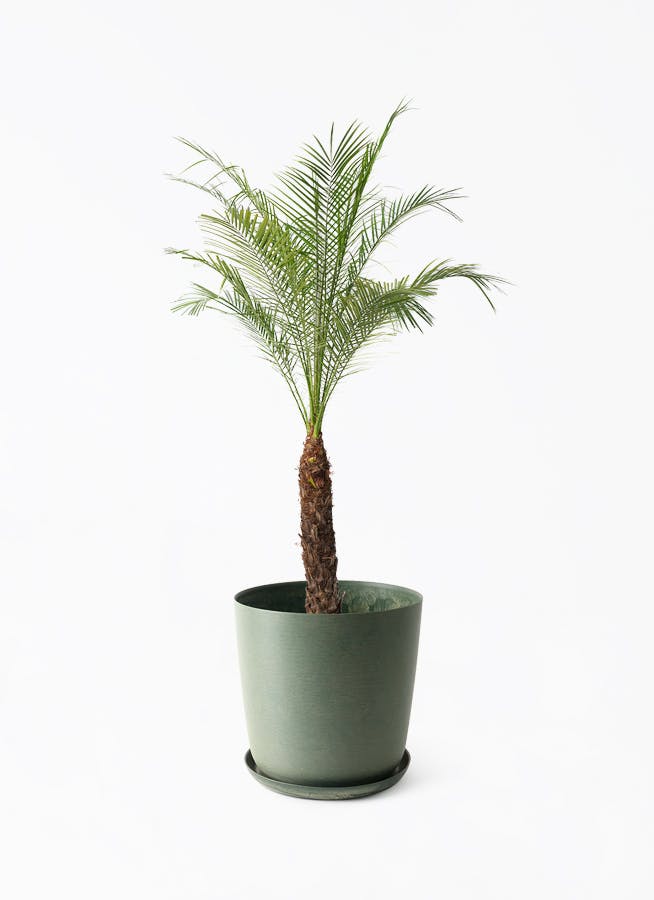 緑葉 G①コンパクトタイプのフェニックス・ロベレニー フェニックスロベレニー | 観葉植物の通販ならHitoHana（ひとはな）