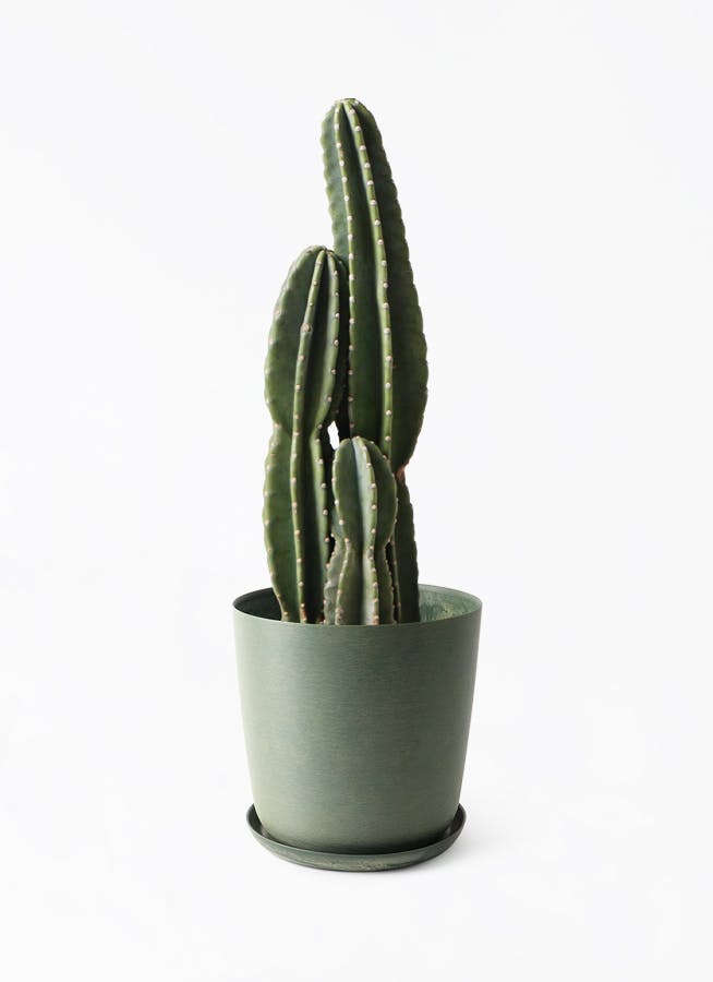柱サボテン | 観葉植物の通販ならHitoHana（ひとはな）