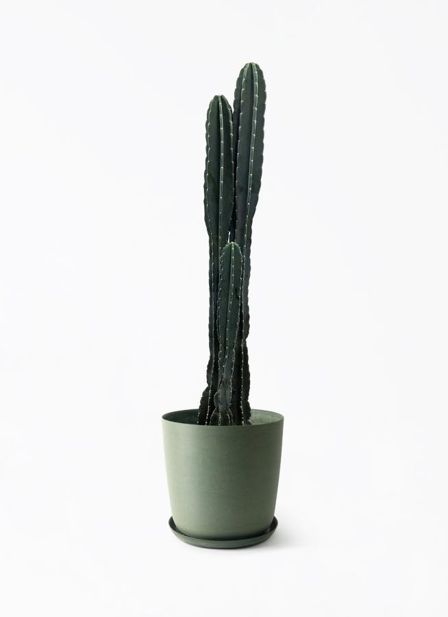 柱サボテン | 観葉植物の通販ならHitoHana（ひとはな）