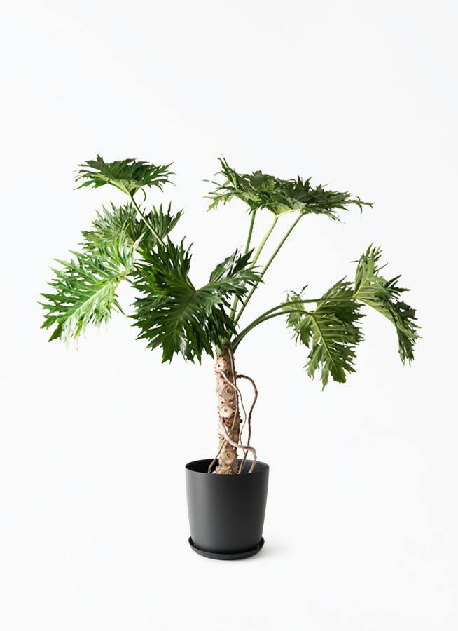 観葉植物 フィロデンドロン 8号 セローム ヒトデカズラ 根あがり