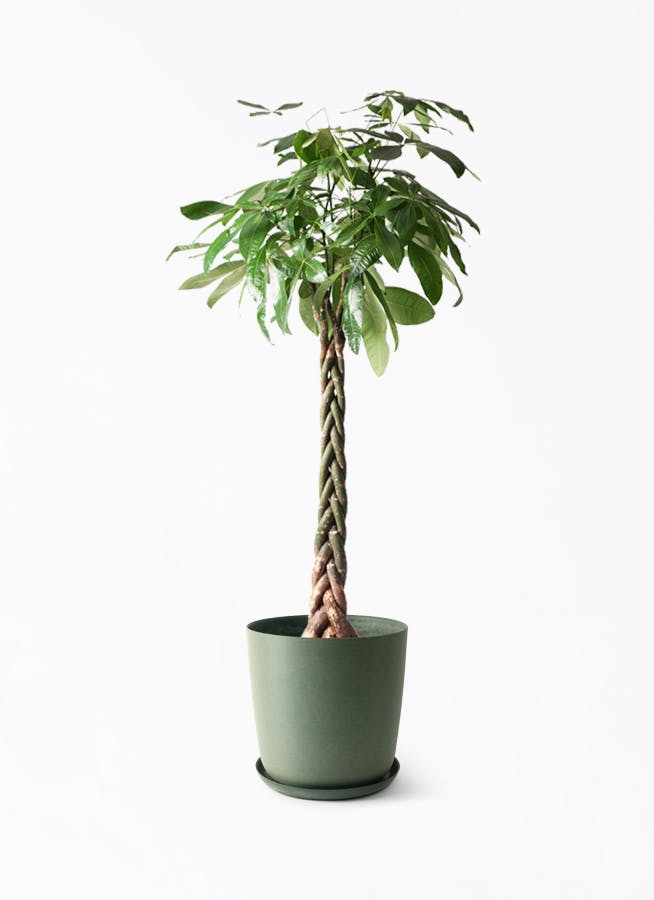 観葉植物 ストレリチア レギネ 10号 エステリ グリーン 付き