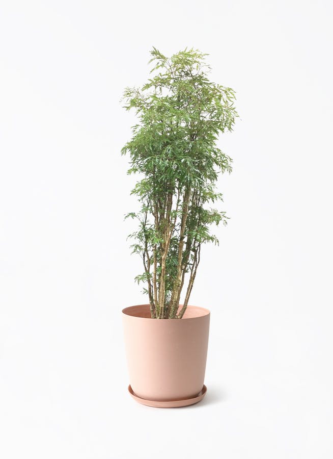 観葉植物 ポリシャス スターシャ 8号 エステリ ピンク 付き | 観葉植物