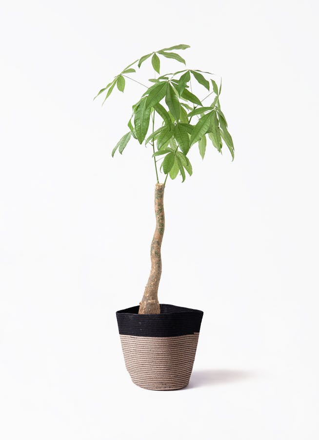 観葉植物 ドラセナ コンシンネ レインボー 8号 ストレート リブ