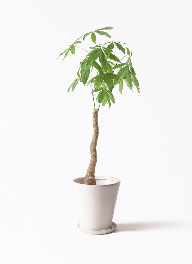 観葉植物　パキラ パキラ 8号鉢 観葉植物 本物