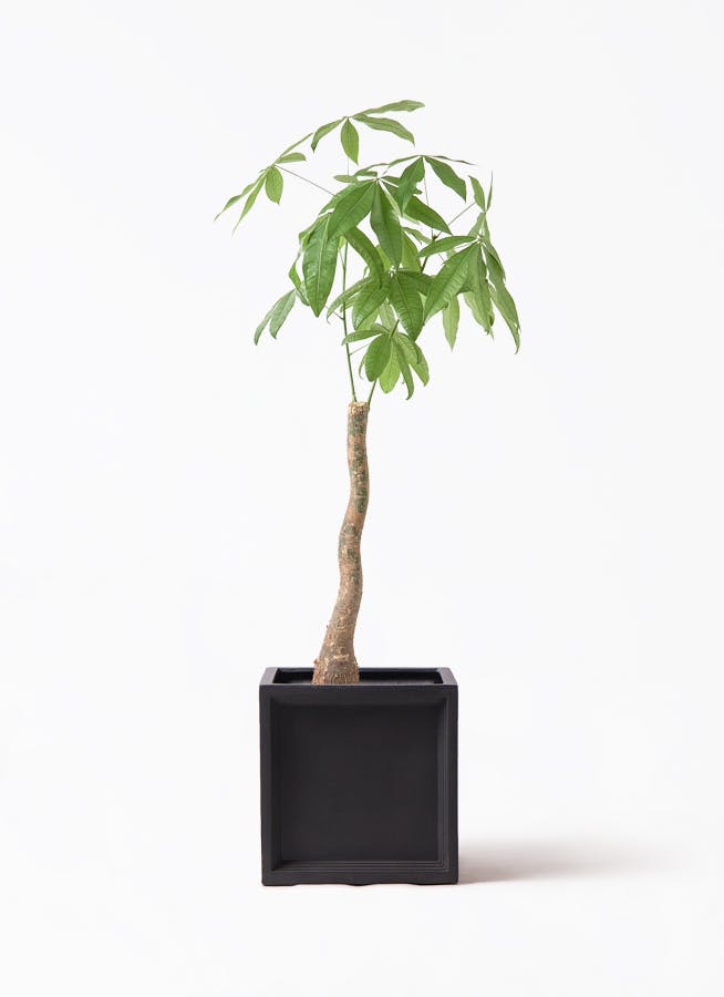 観葉植物 ドラセナ カンボジアーナ 8号 ブリティッシュキューブ 付き