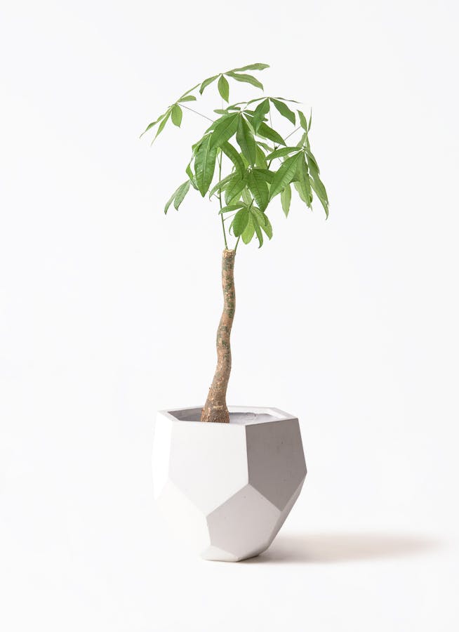 か*ん様 【希少】フェニックス・ロベレニー 2本立 白鉢入り インテリア 南国リ か*ん様 【希少】フェニックス・ロベレニー 2本立 白鉢入り