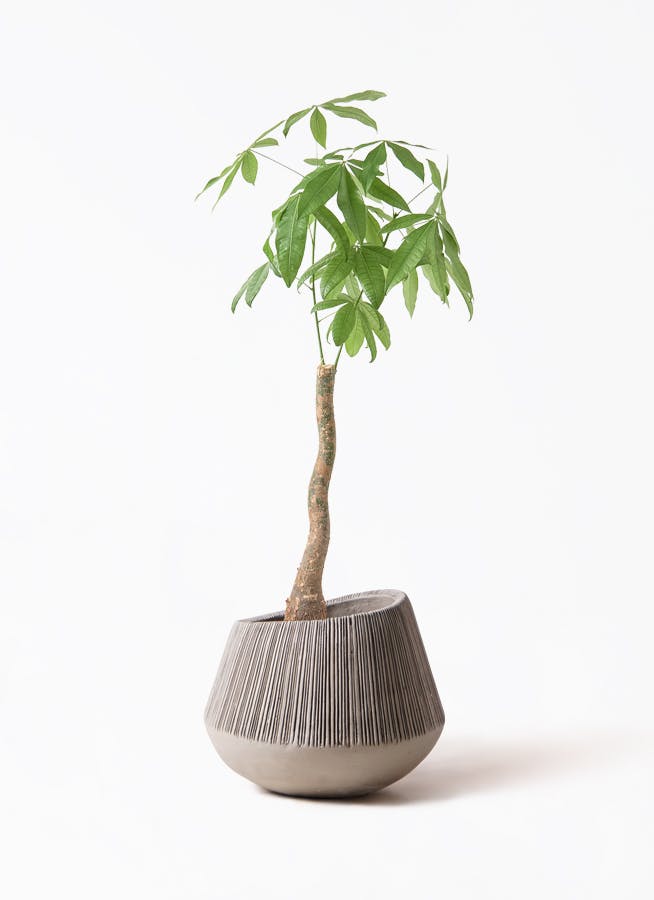 パキラ 曲がり | 観葉植物通販HitoHana(ひとはな)