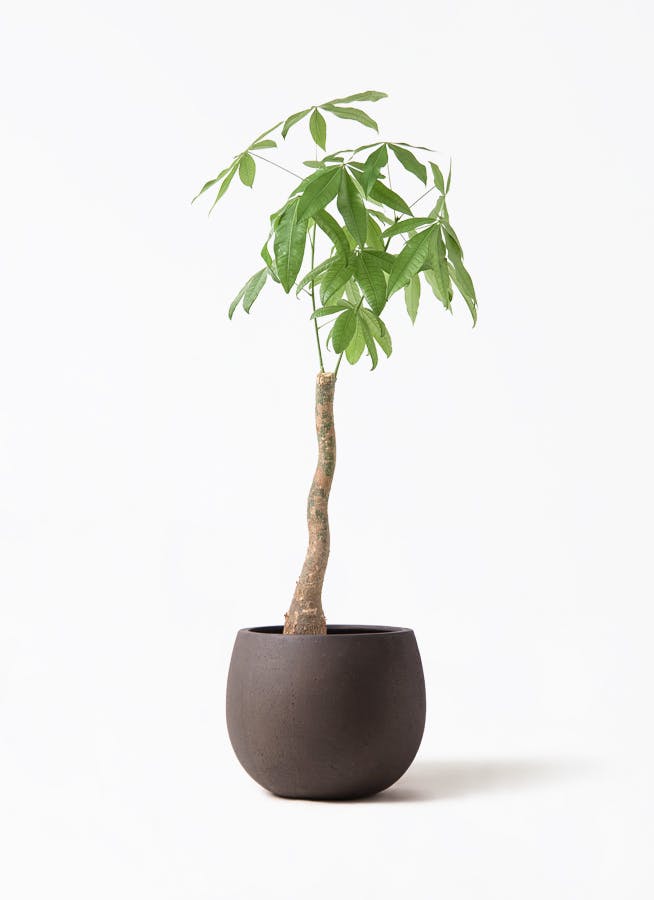 パキラ 8号 | 観葉植物の通販ならHitoHana（ひとはな）