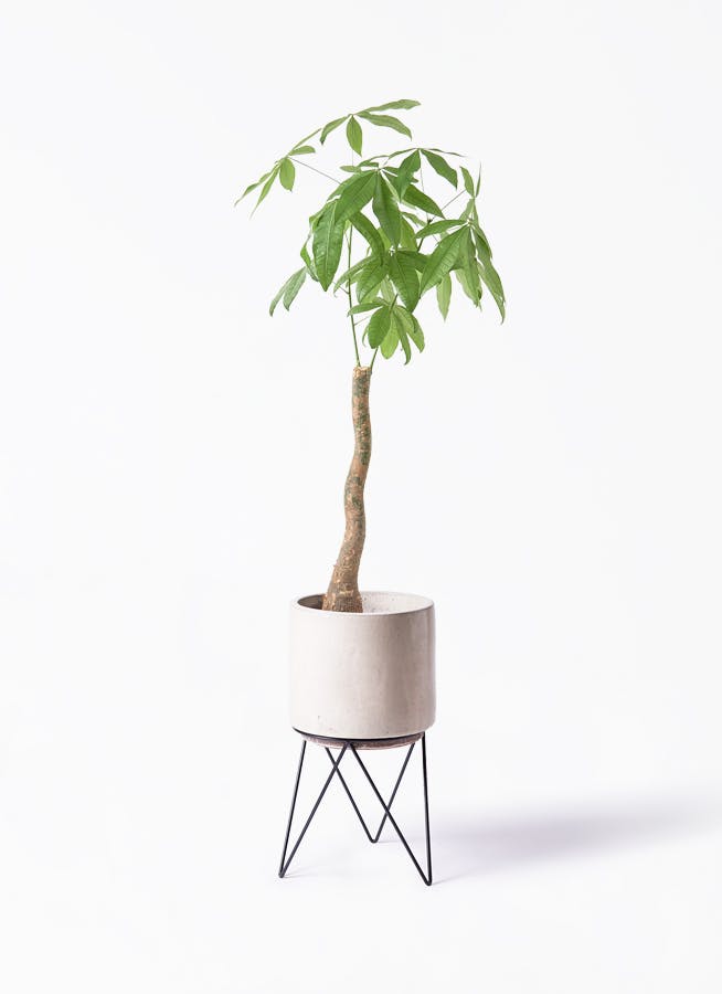 パキラ 8号 | 観葉植物の通販ならHitoHana（ひとはな）
