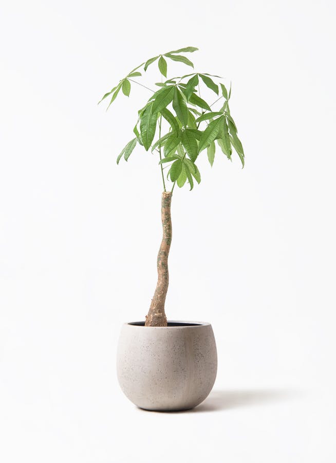 お洒落な観葉植物 アマゾンオリーブ 特大サイズ 170cm-200cm お洒落な