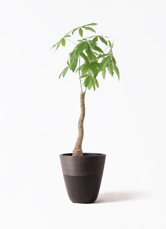 観葉植物 ドラセナ コンシンネ レインボー 8号 ストレート