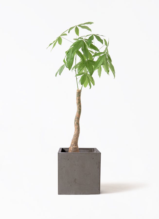 観葉植物 ユッカ 8号 斑入り コンカー キューブ 灰 付き | 観葉