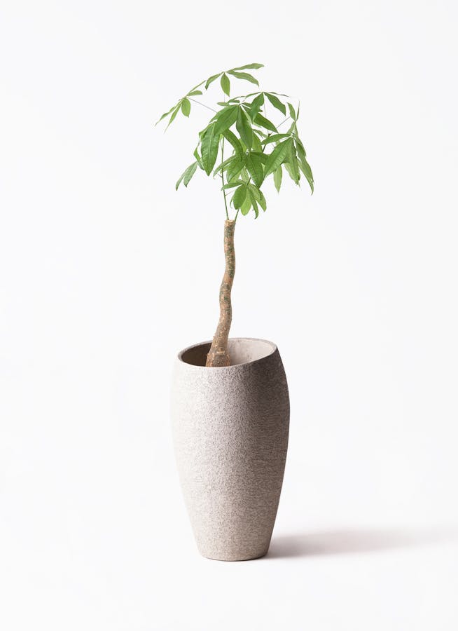 観葉植物 ツピダンサス 8号 曲り エコストーントールタイプ