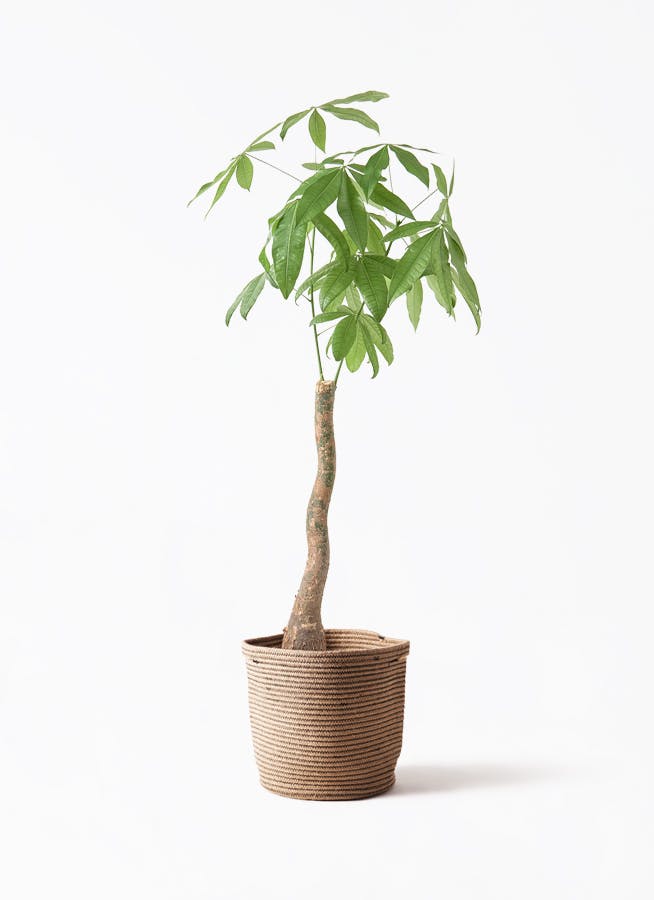 観葉植物 オリーブの木 8号 コラティーナ (コラチナ) リブバスケット