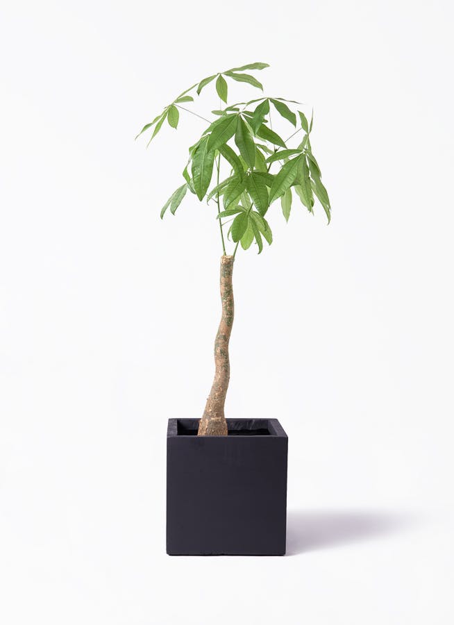 観葉植物 ドラセナ コンシンネ レインボー 8号 ストレート ベータ