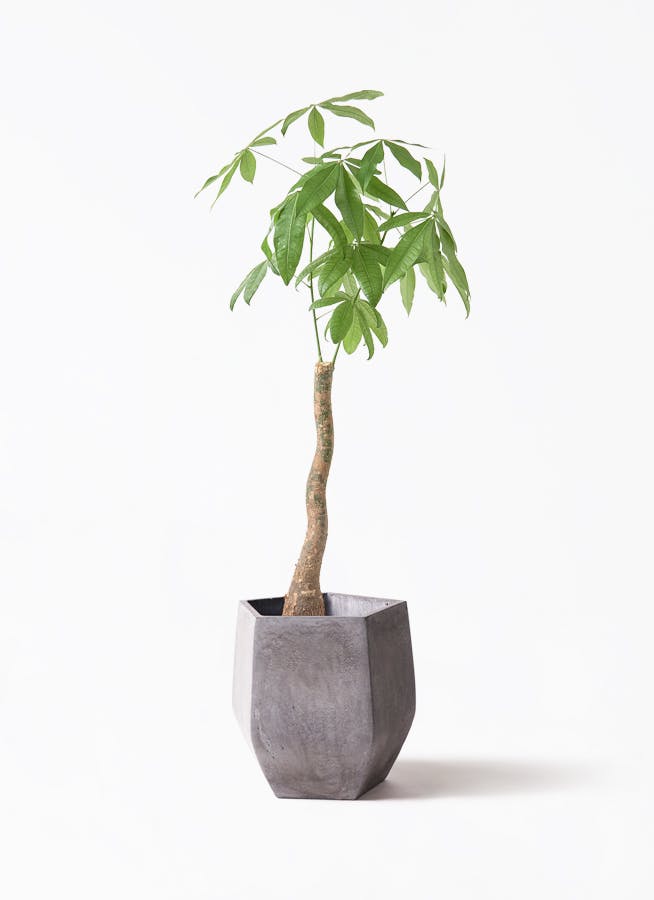 観葉植物 シュロチク（棕櫚竹） 8号 ファイバークレイ Gray 付き