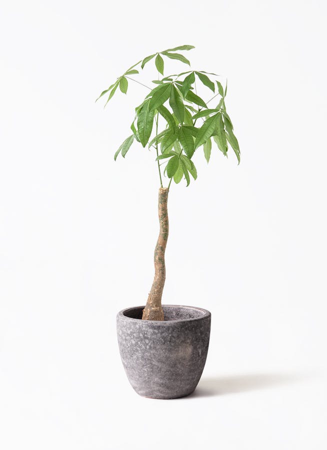 トックリラン 観葉植物 トックリラン ポニーテール 8号 アビスソニアミドル 灰 付き