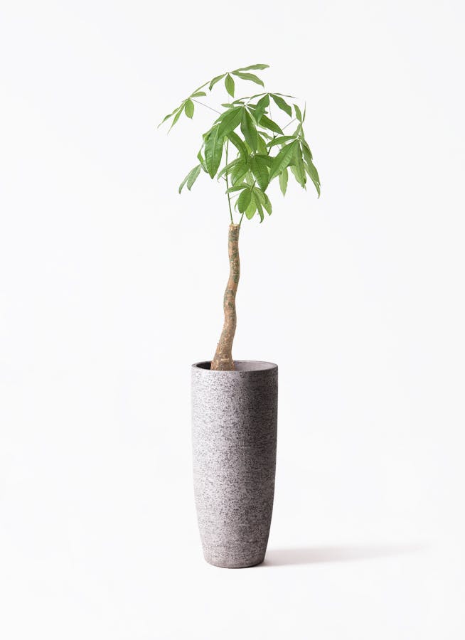 観葉植物専門店 ワールドガーデン | . ドラセナ・グリーンソング