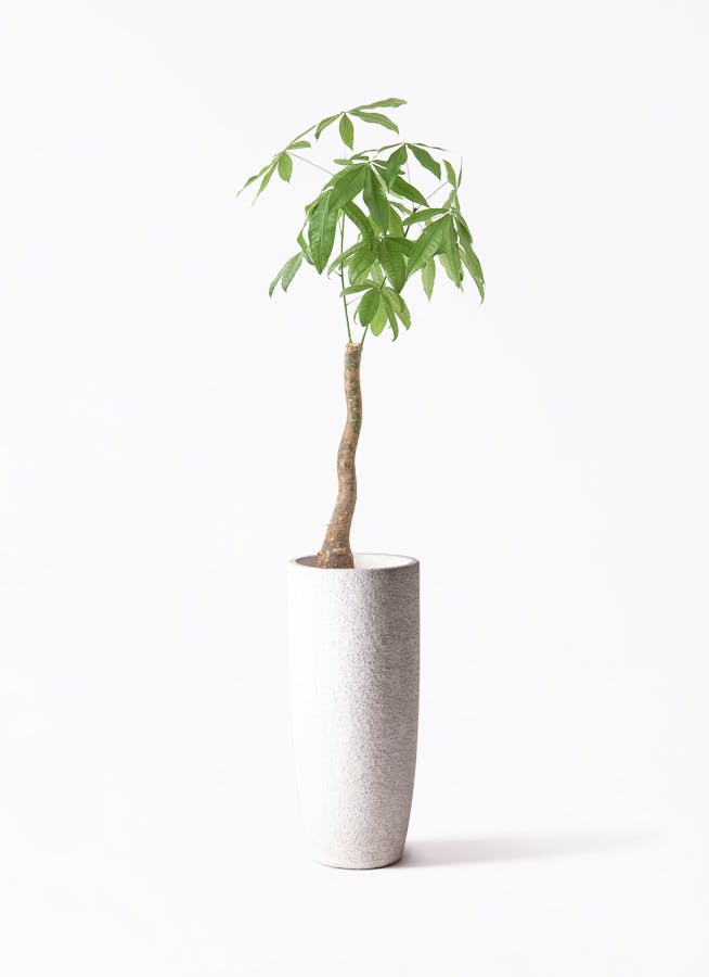 観葉植物 オリーブの木 8号 ハーディーズマンモス エコストーントール