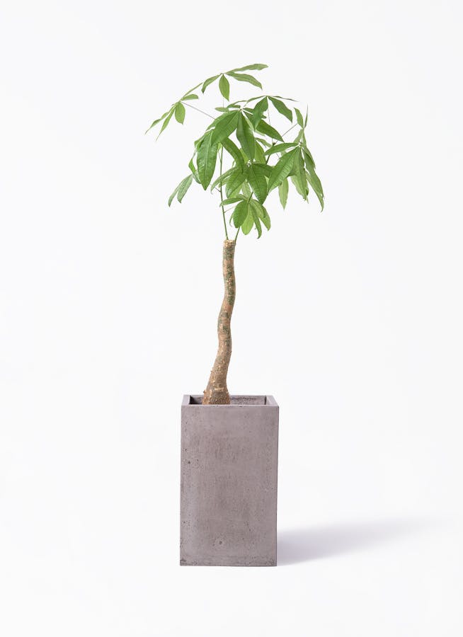 オリーブの木　コラチナ　8号　約130cm　K-383　人気品種　現品掲載 観葉植物 オリーブの木 8号 コラティーナ (コラチナ) セドナロング