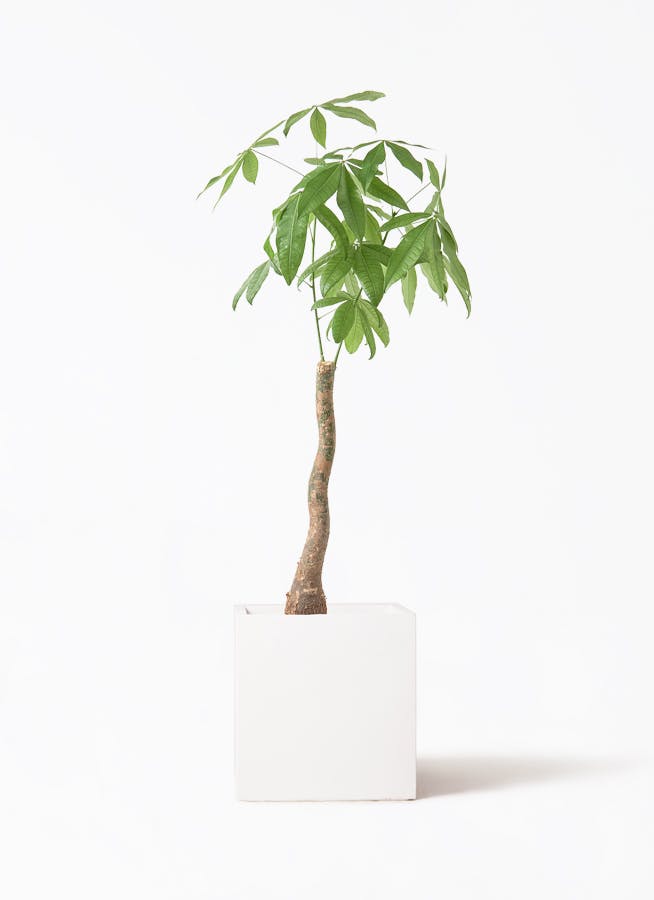 観葉植物 アマゾンオリーブ (ムラサキフトモモ) 8号 バスク キューブ