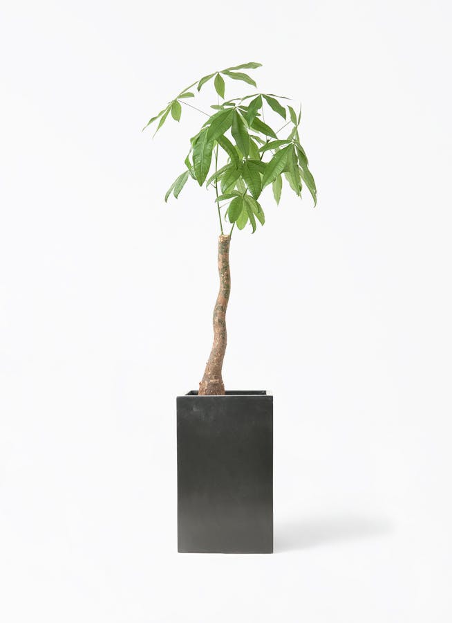 観葉植物 ガジュマル 8号 パンダ セドナロング 墨 付き | 観葉植物なら