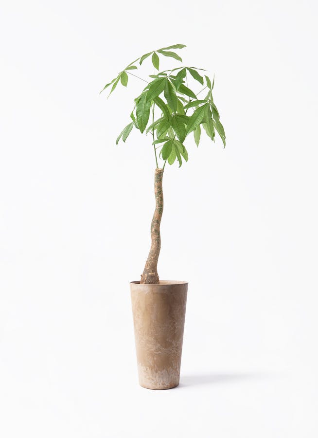 観葉植物 パキラ 8号 曲り アートストーン トールラウンド ベージュ