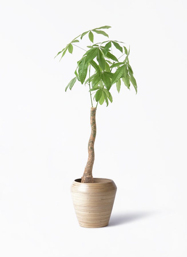 観葉植物 オリーブの木 8号 アルベキーナ アルマ ミドル 付き | 観葉