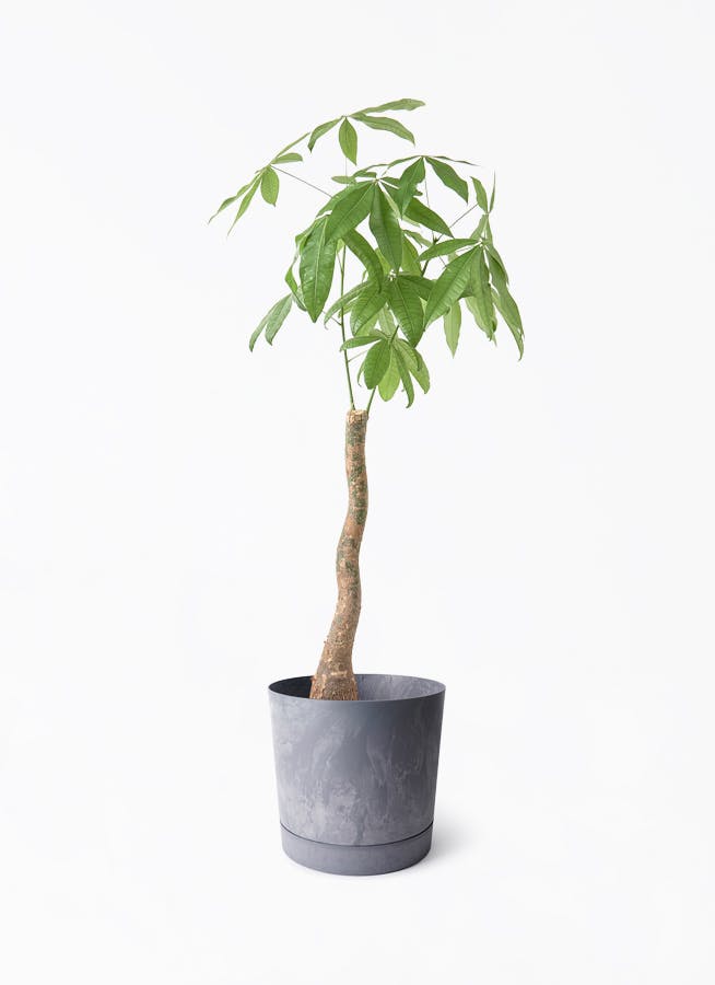 8号サイズの観葉植物 | 通販専門店 HitoHana（ひとはな）