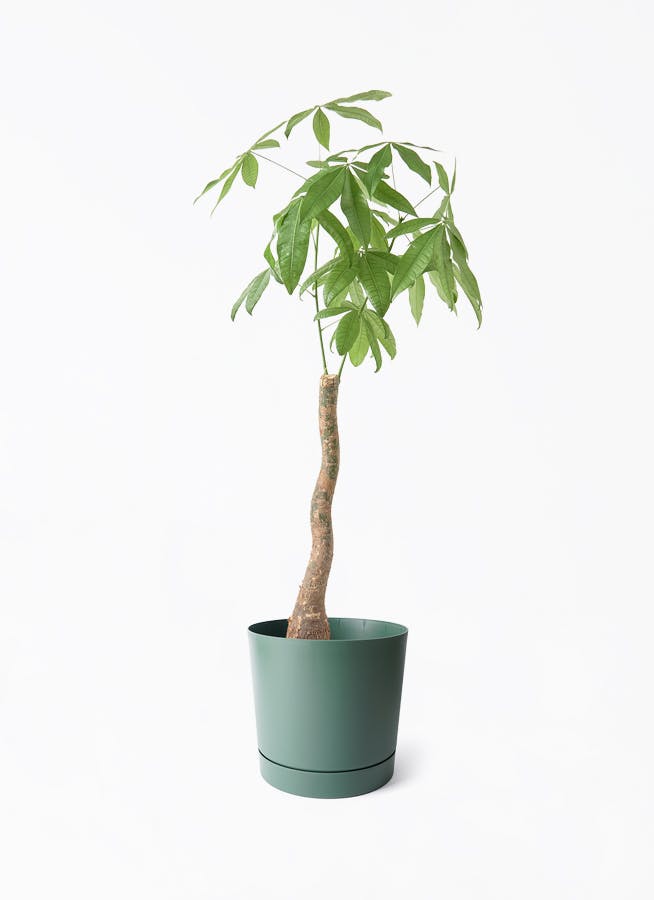 8号サイズの観葉植物 | 通販専門店 HitoHana（ひとはな）