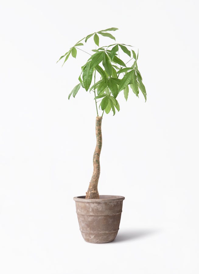 観葉植物 フィロデンドロン 8号 セローム ヒトデカズラ 根あがり テラ