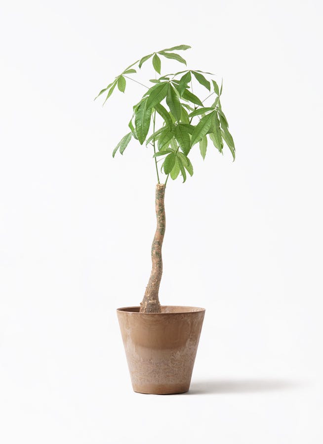 観葉植物 オリーブの木 8号 コレッジョラ アートストーン