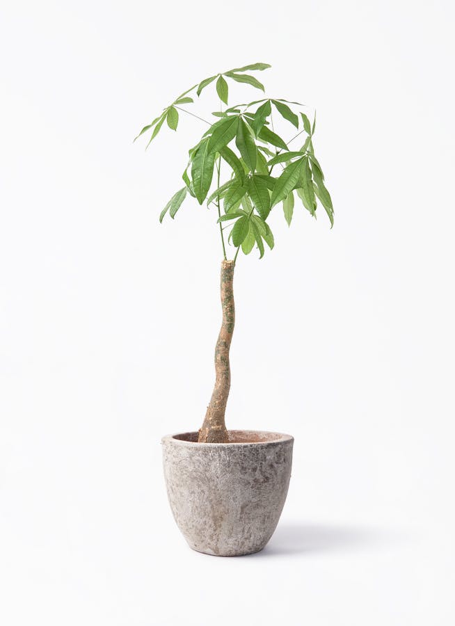 B オリーブ　根上がり　アルベキーナ 観葉植物 オリーブ 8号 アルベキーナ エコストーンGray 付き | 観葉
