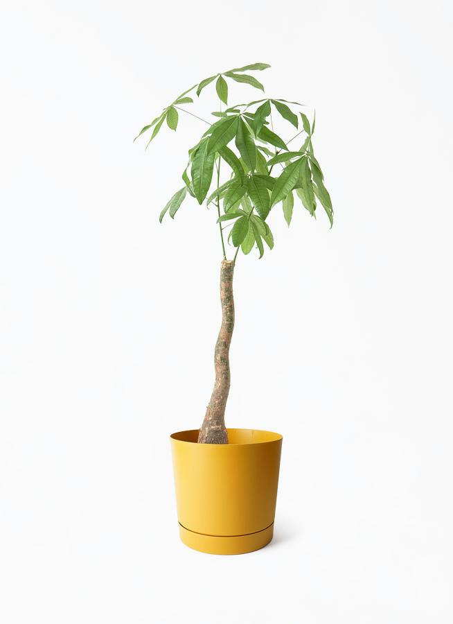 8号サイズの観葉植物 | 通販専門店 HitoHana（ひとはな）