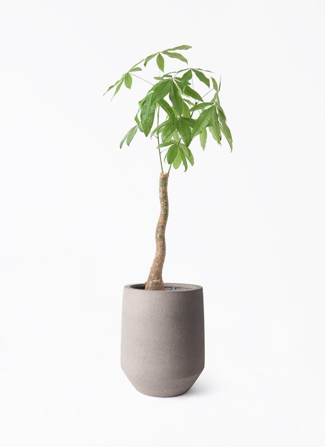 雲南シュロチク 棕櫚竹 90㎝ ❗ 8号鉢 整った樹形❗綺麗