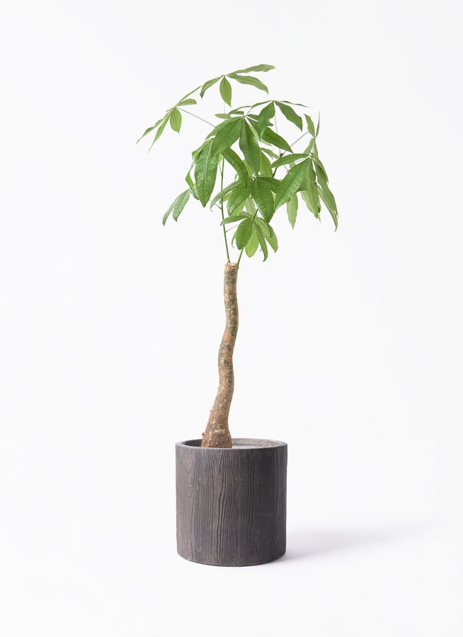 観葉植物 オリーブの木 8号 デルモロッコ アルファ シリンダー