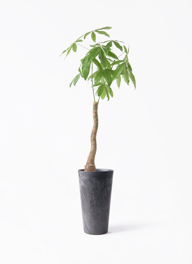 観葉植物 オリーブの木 8号 オヒブランカ アートストーン トール